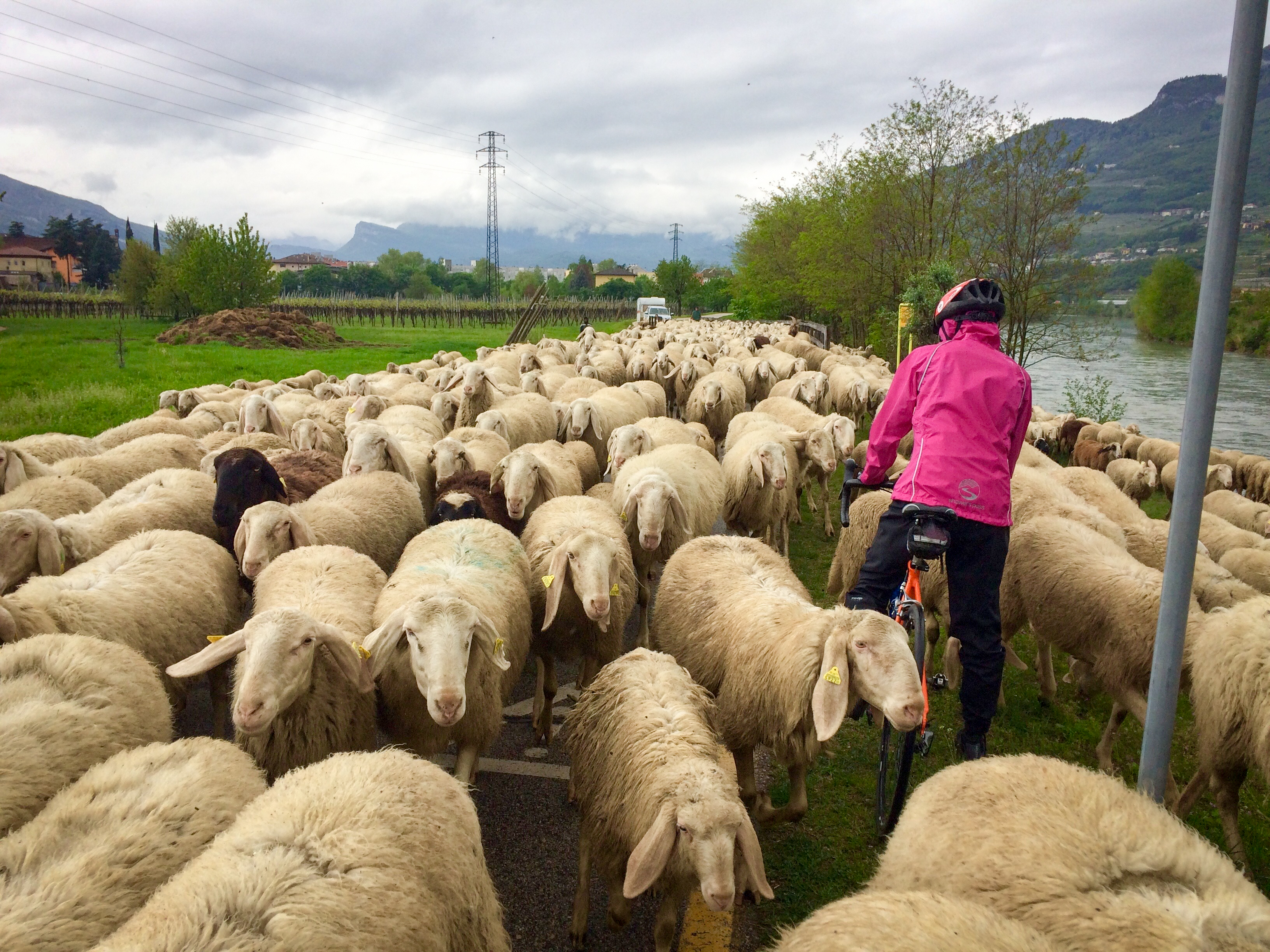 navigating the peloton.jpg